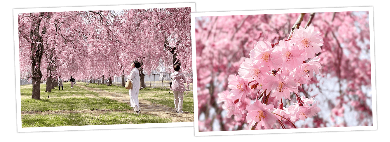 福島事業所 大木（ケヤキ）、桜公園一般開放の様子と満開の桜