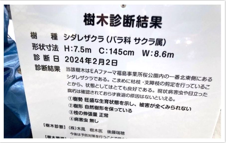 樹木診断結果の記された立札