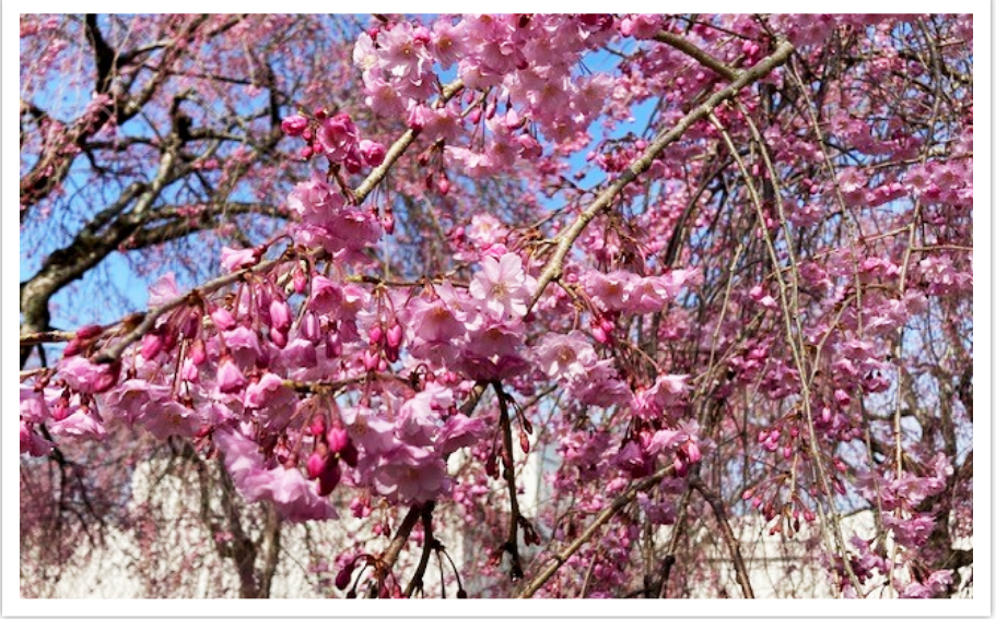 20240415_cherry blossom park1