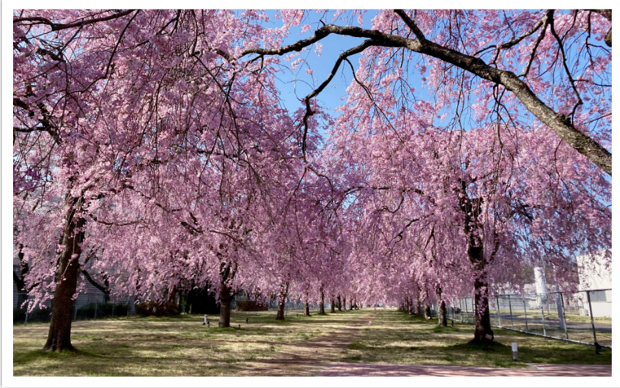 20240415_cherry blossom park2