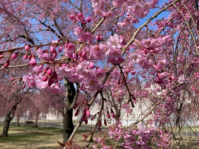 福島事業所の桜