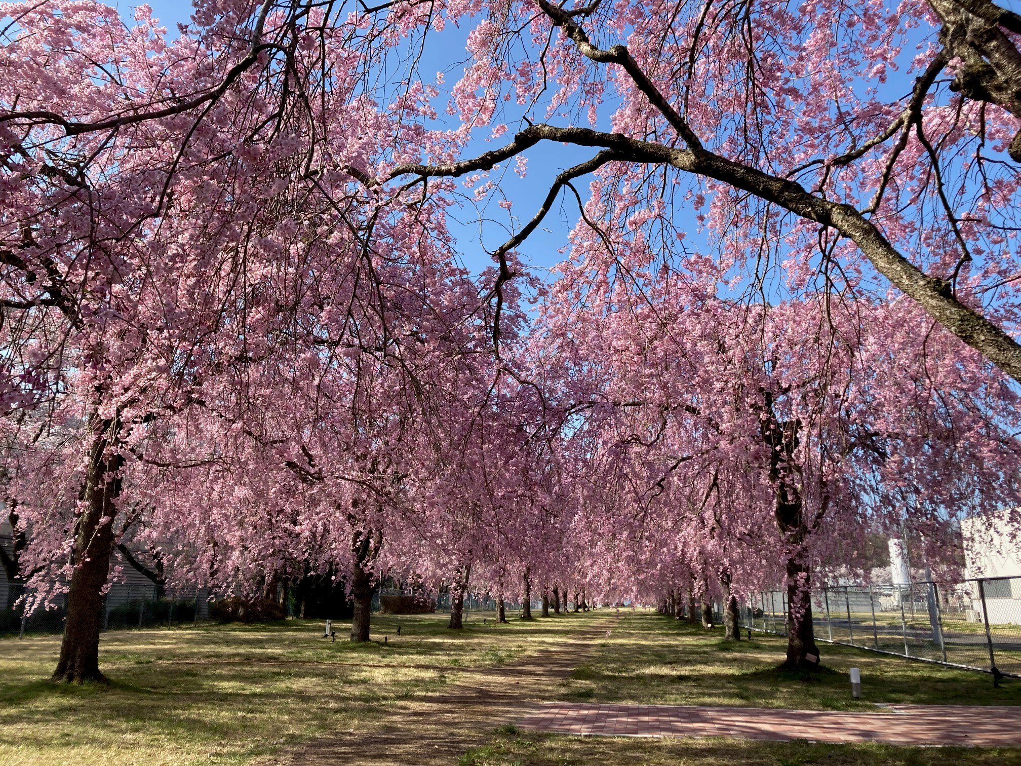 福島事業所の桜公園