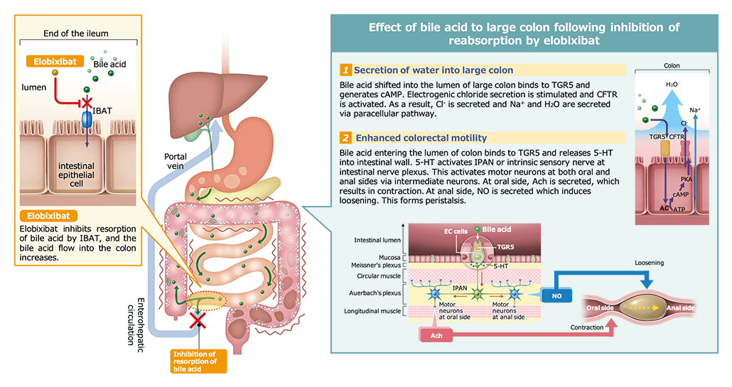 Mechanism of Action of GOOFICE®4,18,19,30