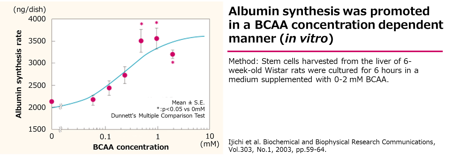 Graph titled 'BCAA concentration-dependent promotion of albumin synthesis (in vitro)' showing the relationship between BCAA concentration (0–2 mM) and albumin production (ng/dish). Pink circles with error bars represent data points; a blue trend line indicates increased albumin synthesis with higher BCAA levels. Statistical significance is noted (p<0.05 vs 0 mM, Dunnett’s test). Hepatocytes from Wistar rats were cultured for 6 hours in media containing 0–2 mM BCAA. Data shown as Mean ± S.E.