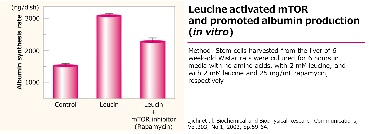 Bar graph comparing albumin production (ng/dish) under three conditions: control, leucine, and leucine with mTOR inhibitor (rapamycin). Leucine significantly increases albumin production via mTOR activation, while rapamycin suppresses this effect. Hepatocytes from 6-week-old Wistar rats were cultured for 6 hours in media without amino acids, with 2mM leucine, or with 2mM leucine and 25mg/m² rapamycin. The study demonstrates leucine’s role in promoting albumin synthesis in vitro.