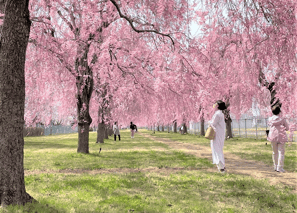 福島事業所 桜公園