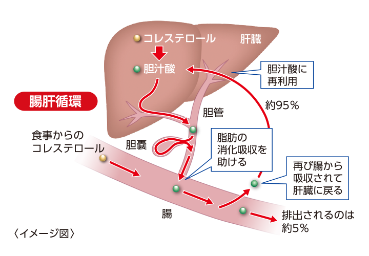 腸肝循環（イメージ図）