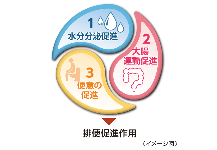1.水分分泌促進、2.大腸運動促進、3.便意の促進→排便促進作用（イメージ図）